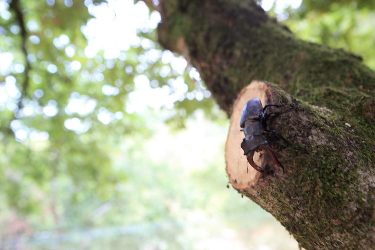 Oak Nature Вієйра-ду-Міню Екстер'єр фото